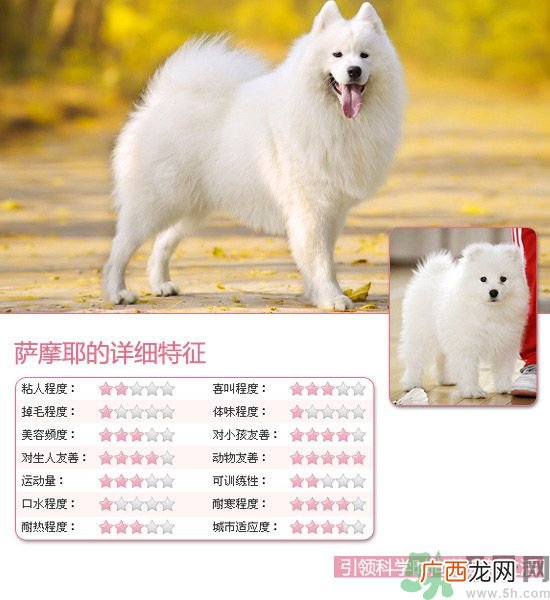 热门宠物排名你知道吗？宠物明星有哪些？