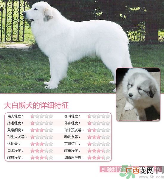 热门宠物排名你知道吗？宠物明星有哪些？