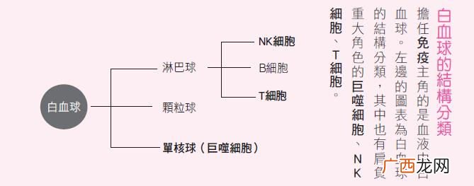怎么提高免疫力最快的方法提高免疫力吃什么食物最有效