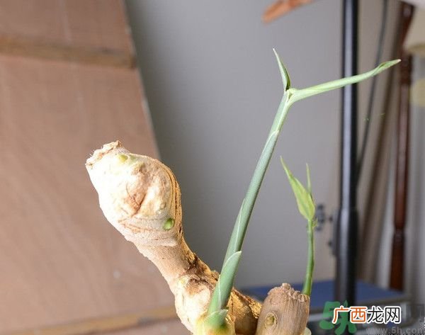 生姜发芽了能吃吗？生姜发绿了能吃吗？