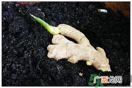 生姜发芽了能吃吗？生姜发绿了能吃吗？