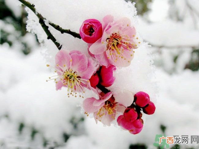 清明节有哪些习俗？清明节习俗的来源？