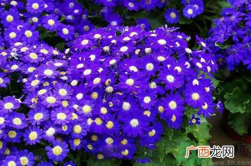 清明节有哪些习俗？清明节习俗的来源？