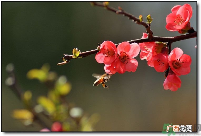 清明节有哪些习俗？清明节习俗的来源？