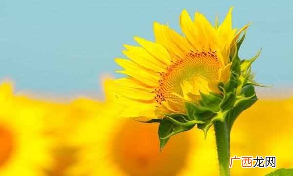 中国的国花是什么花（各国都有自己的国花，中