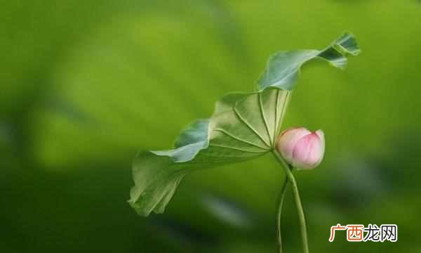 中国的国花是什么花（各国都有自己的国花，中