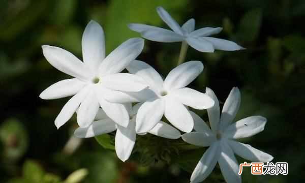 中国的国花是什么花（各国都有自己的国花，中