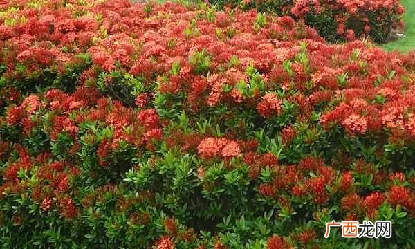 中国的国花是什么花（各国都有自己的国花，中