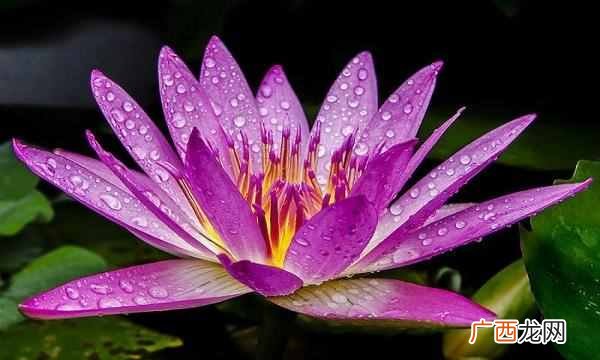 中国的国花是什么花（各国都有自己的国花，中