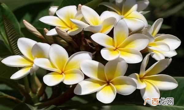 中国的国花是什么花（各国都有自己的国花，中