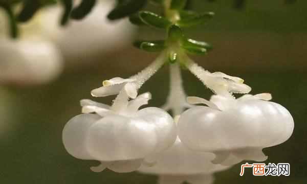 中国的国花是什么花（各国都有自己的国花，中