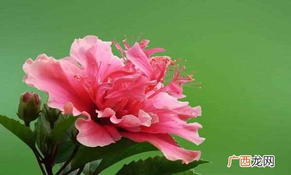 中国的国花是什么花（各国都有自己的国花，中