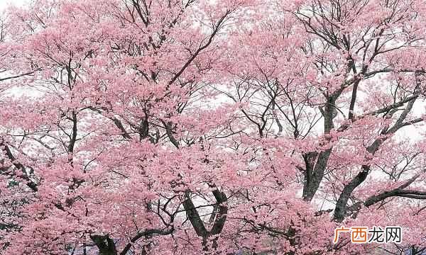 中国的国花是什么花（各国都有自己的国花，中