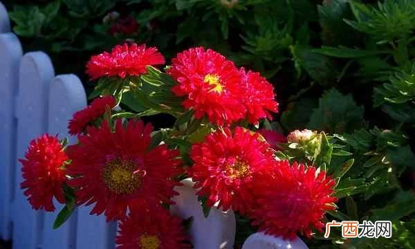 中国的国花是什么花（各国都有自己的国花，中