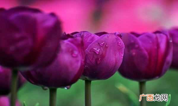 中国的国花是什么花（各国都有自己的国花，中