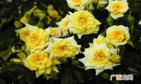 中国的国花是什么花（各国都有自己的国花，中