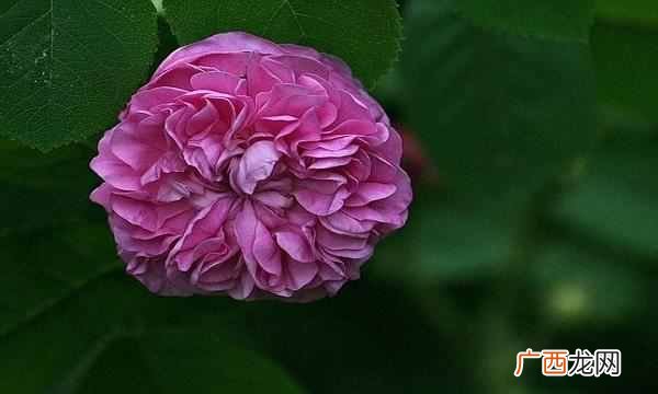 中国的国花是什么花（各国都有自己的国花，中