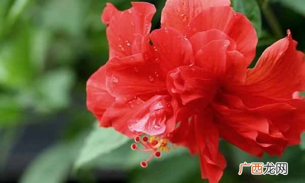 中国的国花是什么花（各国都有自己的国花，中