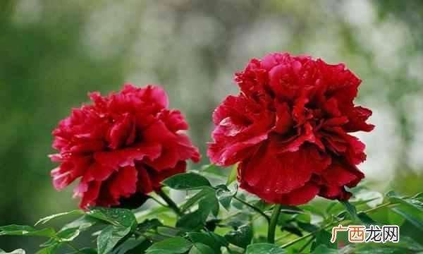 中国的国花是什么花（各国都有自己的国花，中