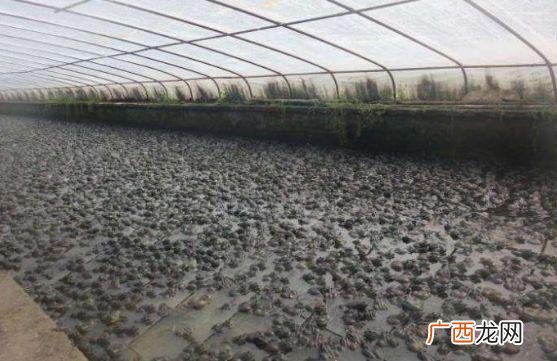 牛蛙养殖场地建设 牛蛙养殖场如何建造