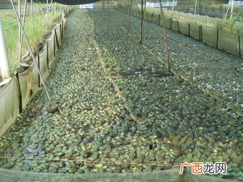 牛蛙养殖场地建设 牛蛙养殖场如何建造