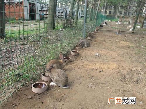 农村养啥最省心又赚钱 农村养殖点什么挣钱