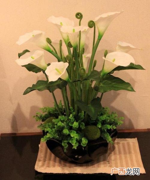 北京24小时内新增54例本土感染者 盆栽白色马蹄莲养殖