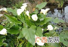 北京24小时内新增54例本土感染者 盆栽白色马蹄莲养殖