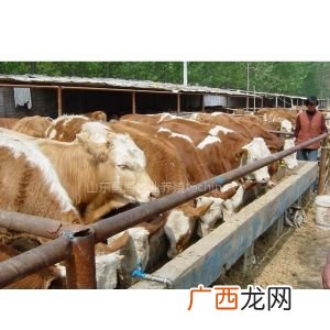 肉牛养殖公司全国最大 全国牛养殖场