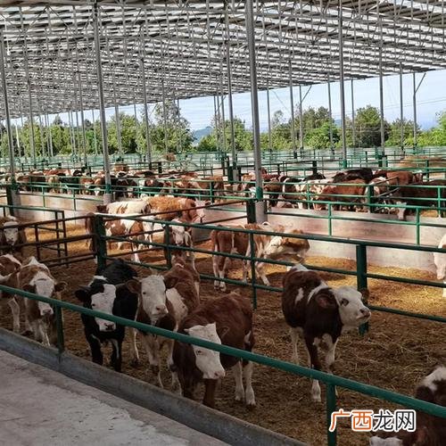 肉牛养殖公司全国最大 全国牛养殖场
