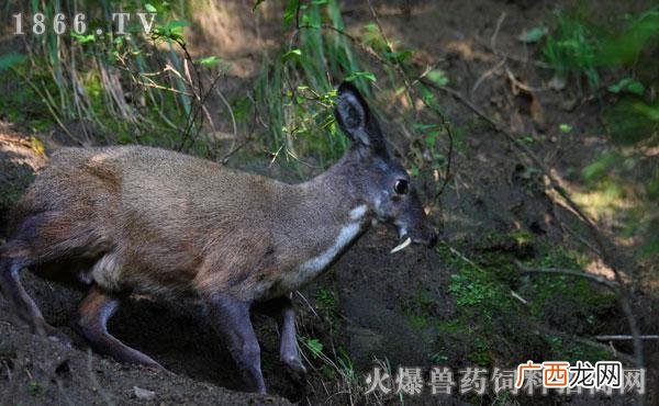 麝咋读 全国有多少麝养殖基地