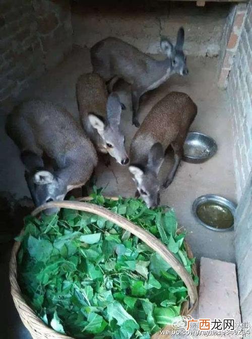 麝咋读 全国有多少麝养殖基地