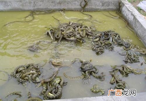 蛇有养殖的吗 人工养殖大王蛇