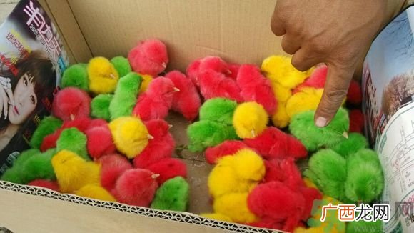 小鸡染色视频曝光现场太虐心染色的小鸡能养活吗?