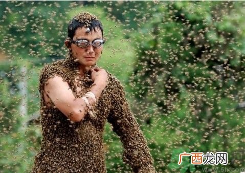 金毛被黄蜂蛰了脑袋萌翻了被黄蜂蛰了怎么办?