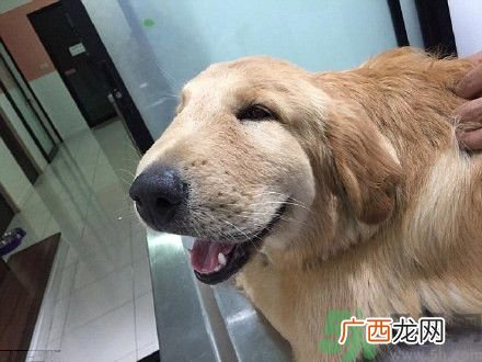 金毛被黄蜂蛰了脑袋萌翻了被黄蜂蛰了怎么办?