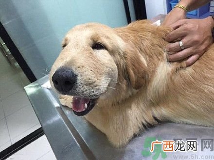 金毛被黄蜂蛰了脑袋萌翻了被黄蜂蛰了怎么办?