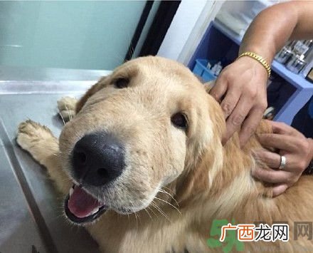 金毛被黄蜂蛰了脑袋萌翻了被黄蜂蛰了怎么办?