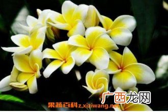 鸡蛋花的功效与作用 鸡蛋花的禁忌