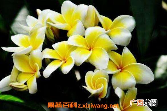 鸡蛋花的功效与作用 鸡蛋花的禁忌