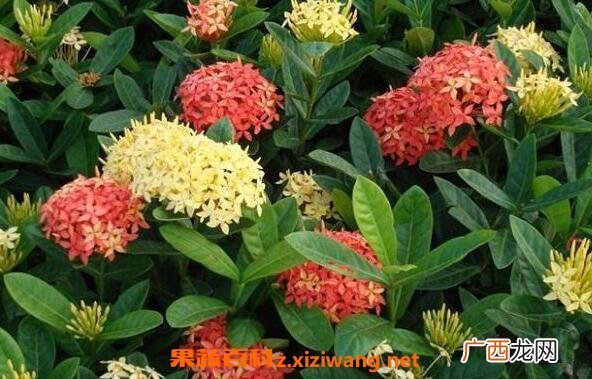 龙船花的功效与作用 龙船花的养殖方法