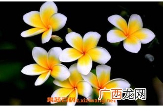 七星鸡蛋花怎么吃 七星鸡蛋花的食用方法