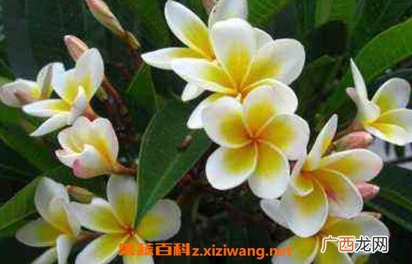 七星鸡蛋花怎么吃 七星鸡蛋花的食用方法
