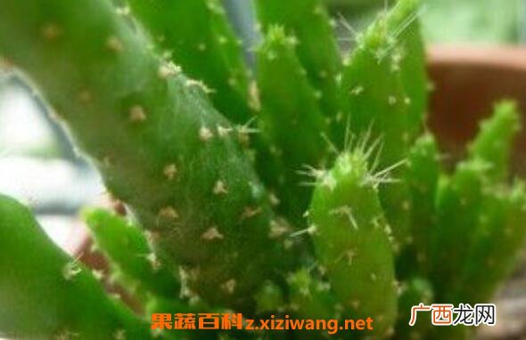 姬珊瑚怎么养 姬珊瑚如何修剪好看