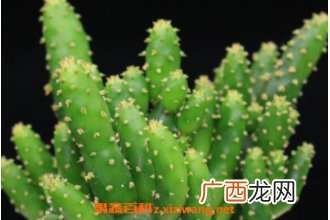 姬珊瑚怎么养 姬珊瑚如何修剪好看