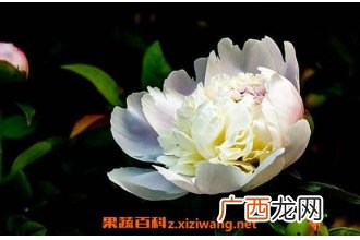 白芍药花的功效与作用 白芍药花的药用价值