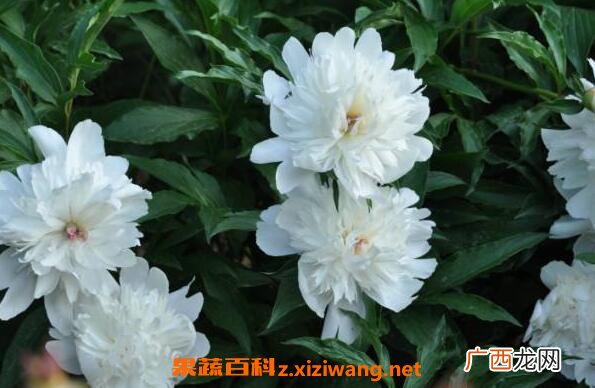 白芍药花的功效与作用 白芍药花的药用价值