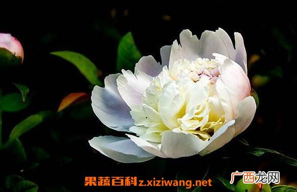 白芍药花的功效与作用 白芍药花的药用价值