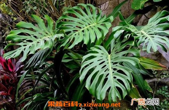 龟背竹怎么养 龟背竹禁忌摆放位置
