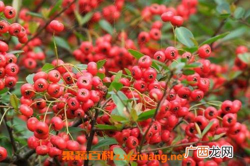 火棘怎么养 火棘的养殖方法教程